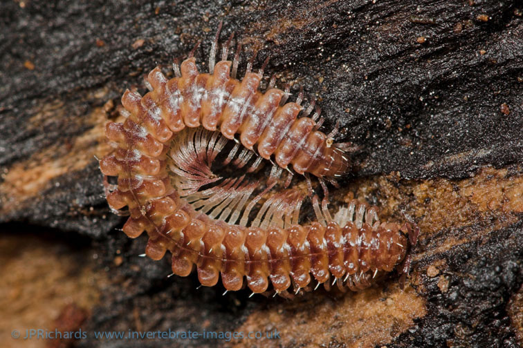 Представитель Семейства Craspedosomatidae
